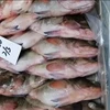 best price frozen red cod fish on sale