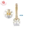 Medical Rehabilitation Training, Sitting Posture 45cm plastic Human anatomical model spine