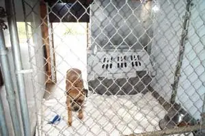 1chain link cage.jpg