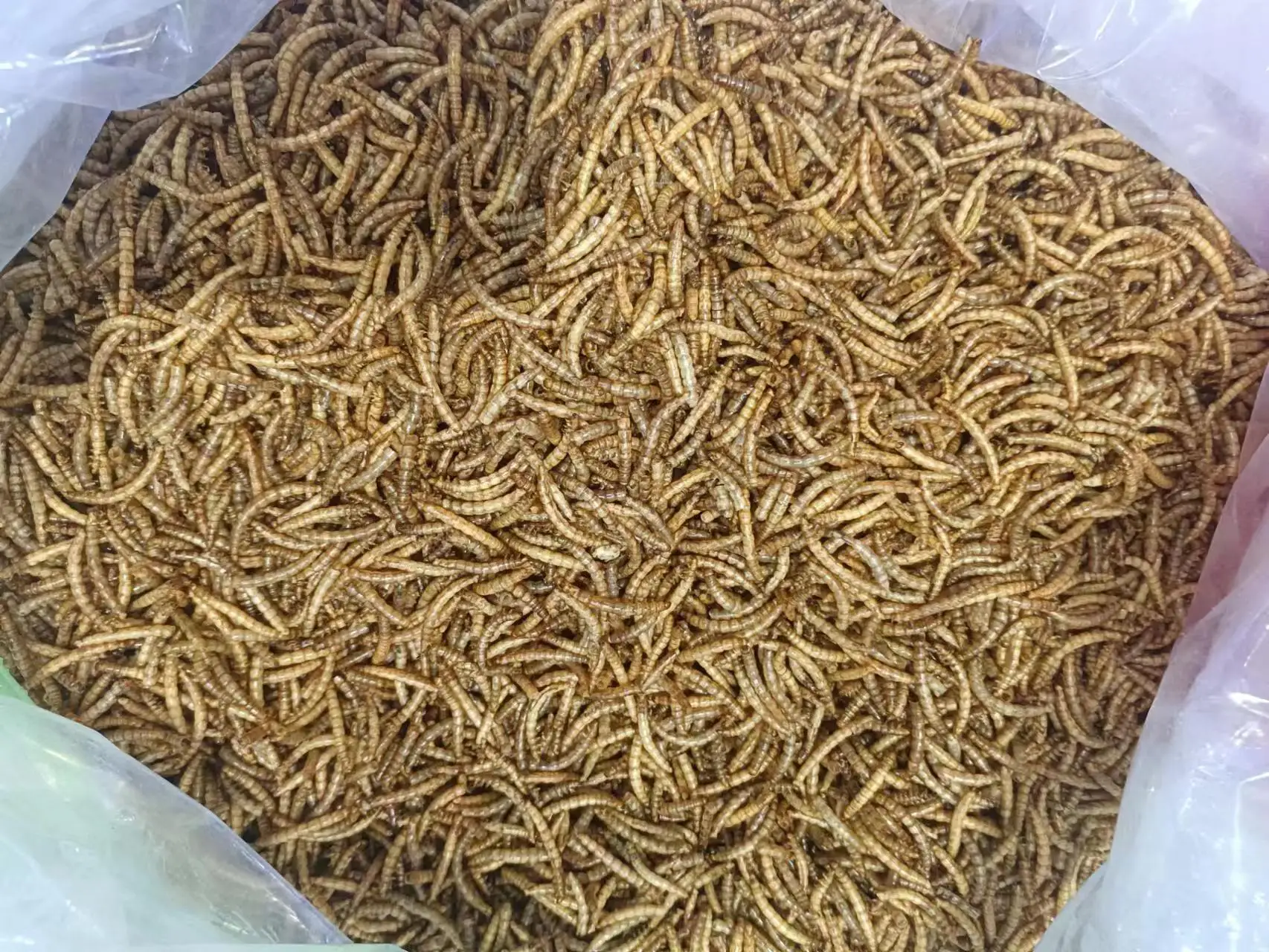 Dry Yellow Mealworms In 2023 Are Cheap And Highquality Cat And Turtle Food Buy Dry Yellow