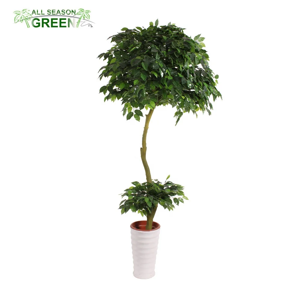 Venta al por mayor plantas altas de exterior-Compre online los mejores