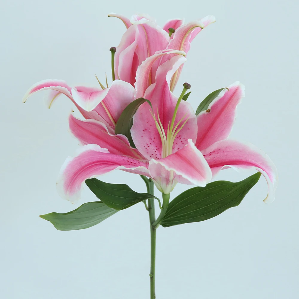 hot sale factory direct sell large marlon lily f