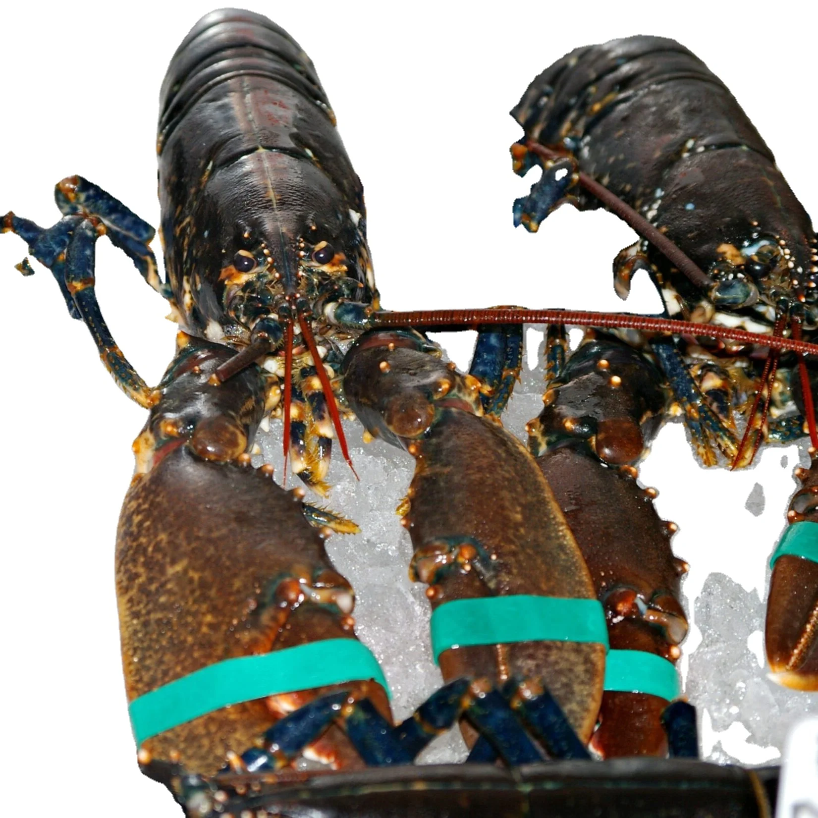 Wholesale Live Lobsters Frozen Lobster Tails / Live Lobster For Sale