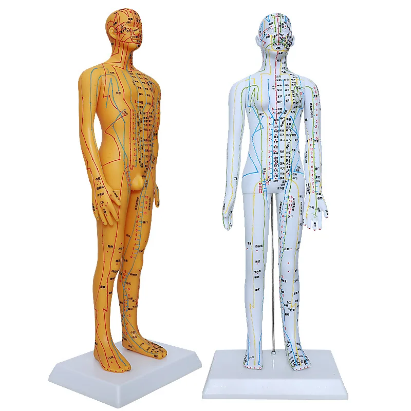 50cm Clear Teaching Model Point Male and Female Model Human Body Model ...