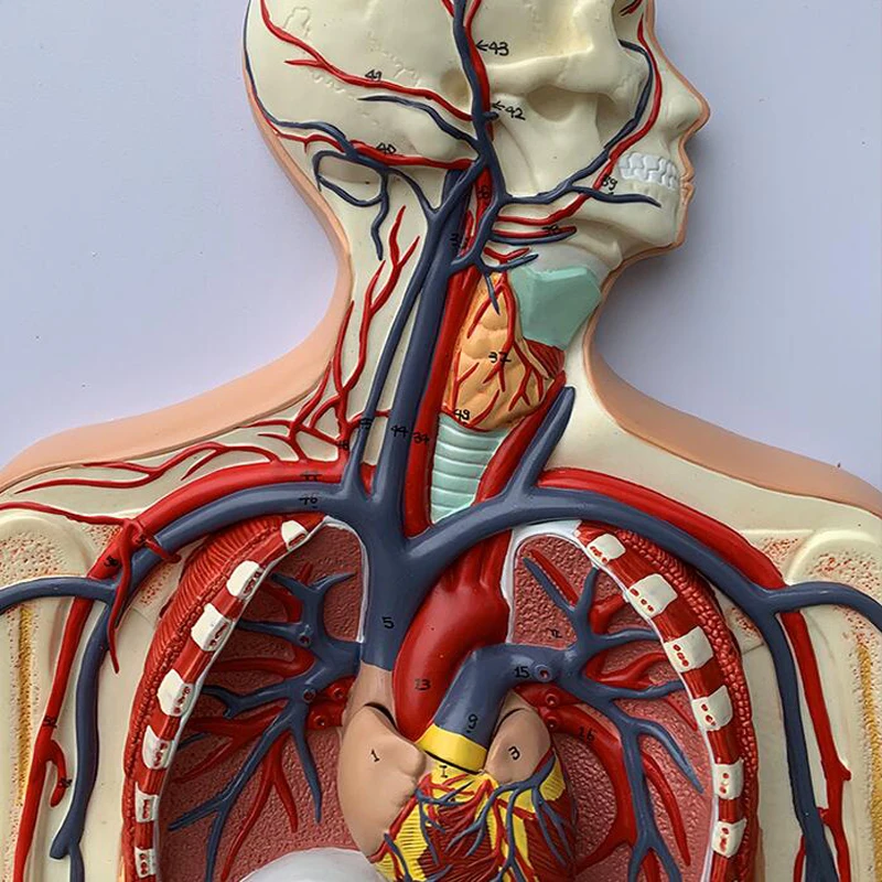 круги кровообращения человека. круги кровообращения человека. кровеносные сосуды. кровообращение человека анатомия. кровеносная система человека 3д модель.