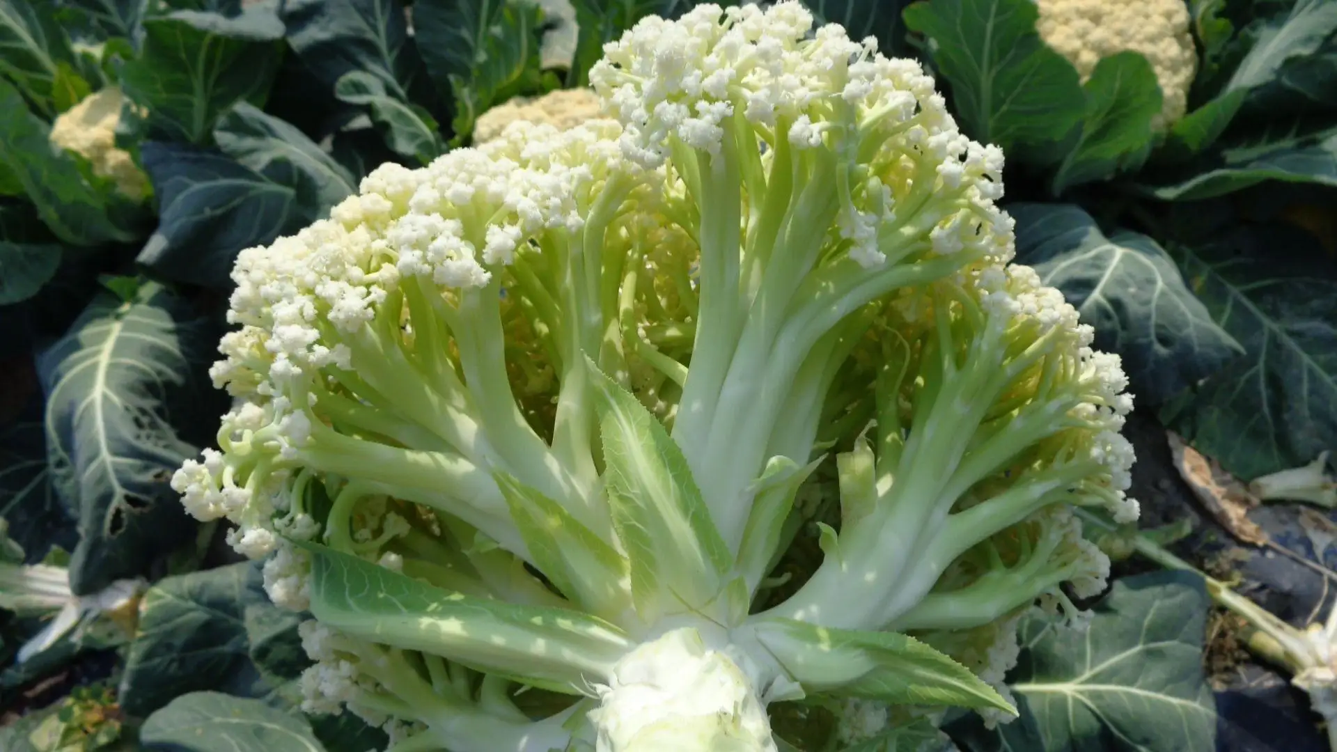 dehydrated dried cauliflower flakes cuts organic vegetables no