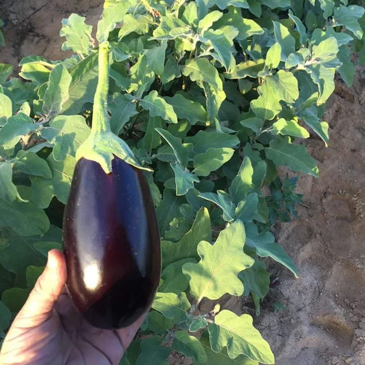 
wholesale fresh black eggplant from Egypt/FRESH VEGETABLES/FRESH EGGPLANT ( BLACK - WHITE ) 