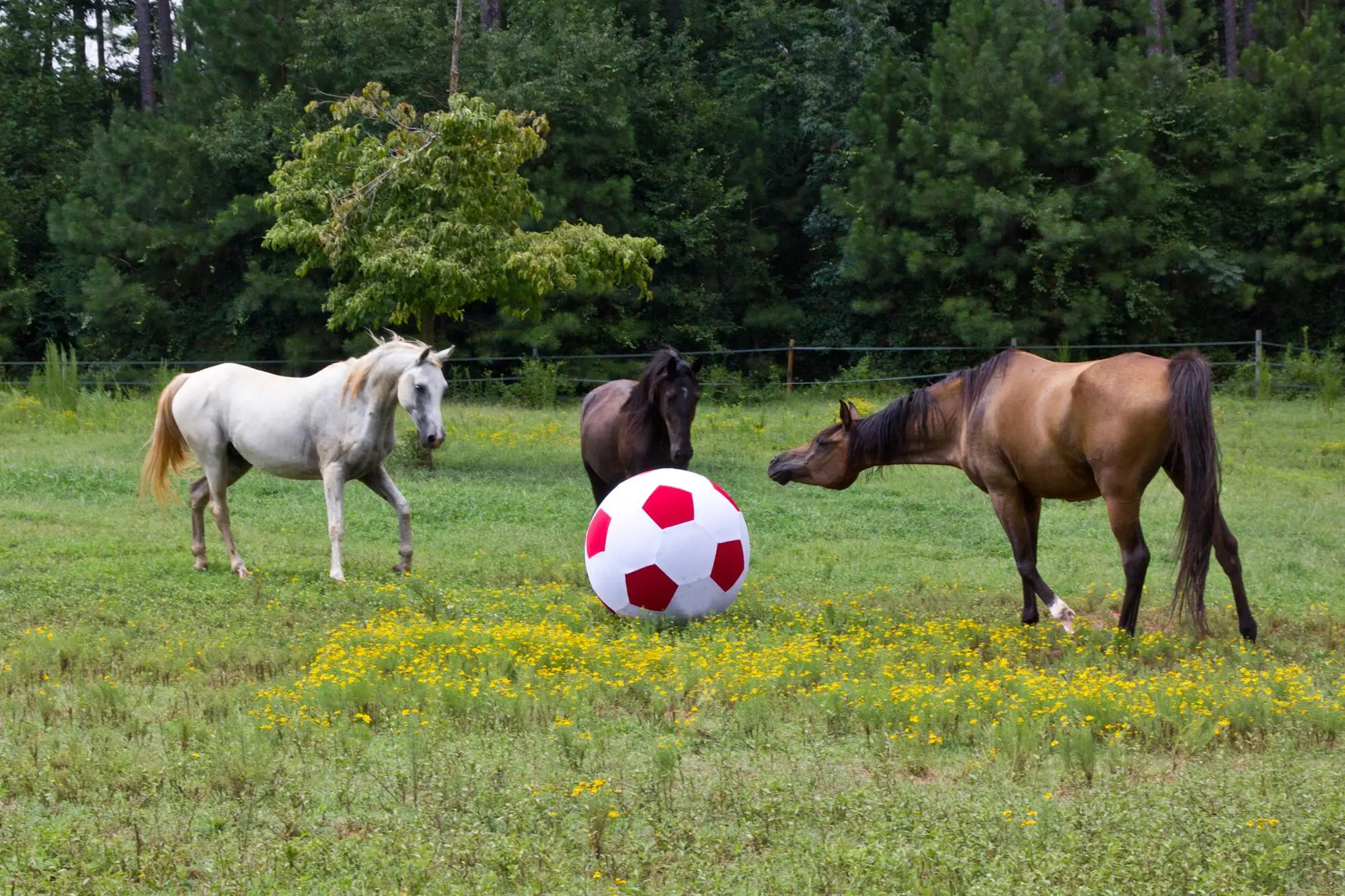 horse ball_12.JPG