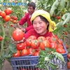 /product-detail/single-span-tunnel-tomato-greenhouse-dome-house-62379833252.html