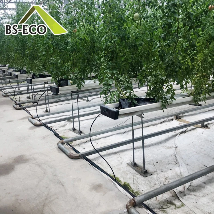 Tomato Planting 1 (2)