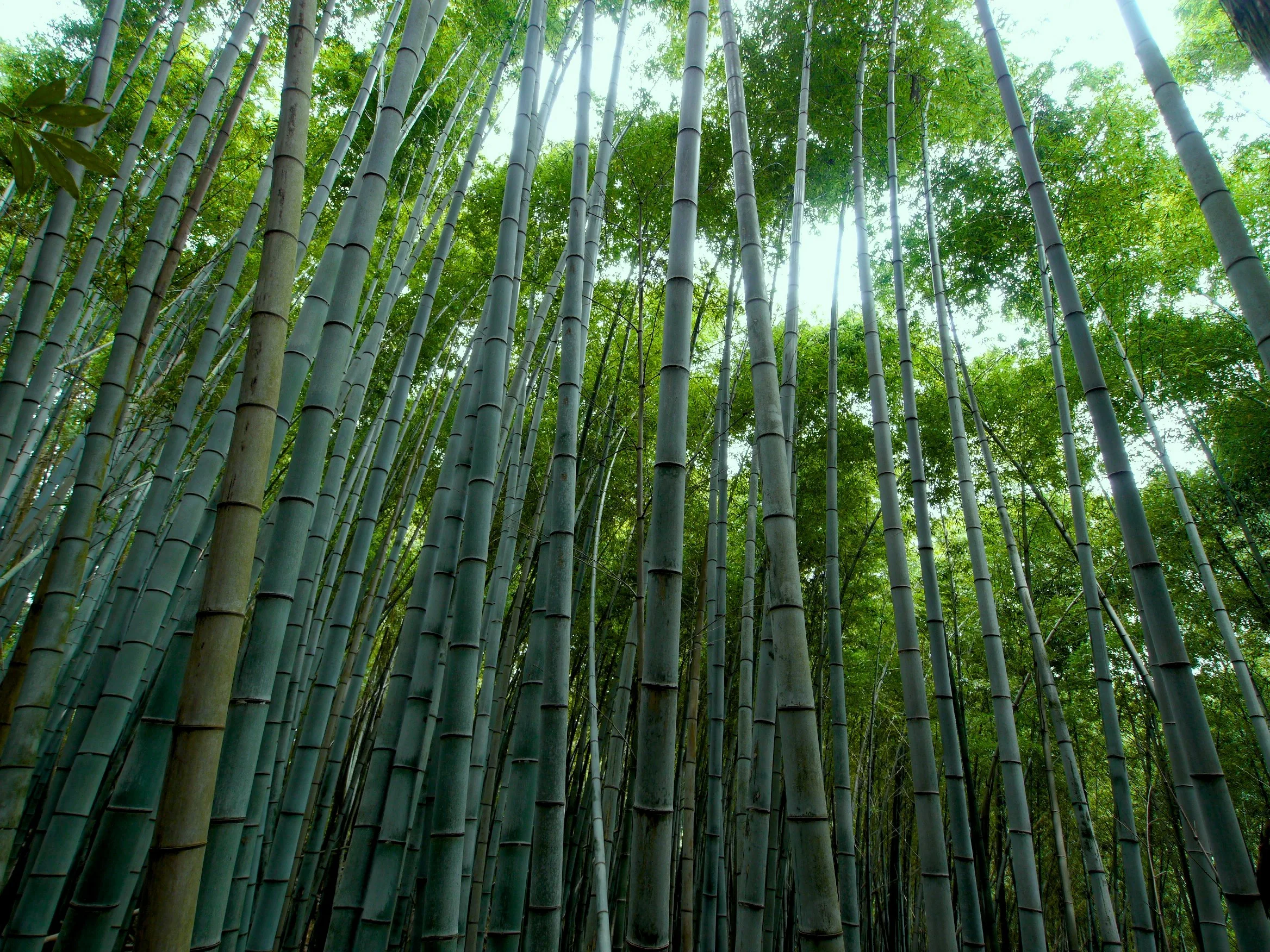 selected quality bamboo raw materials