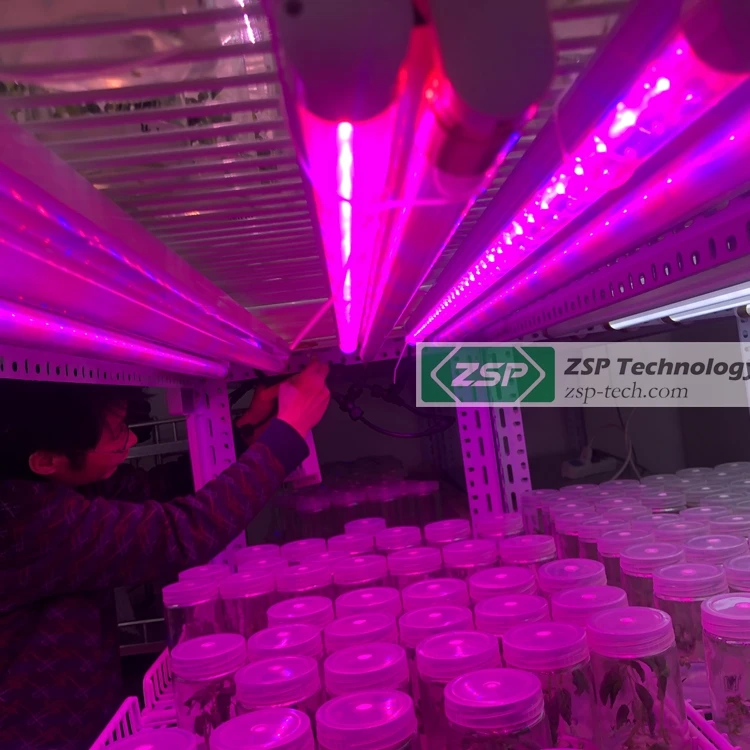 ZSP 660nm 440nm full spectrum ZPDT802 LED Grow Light tissue culture g9 banana plants