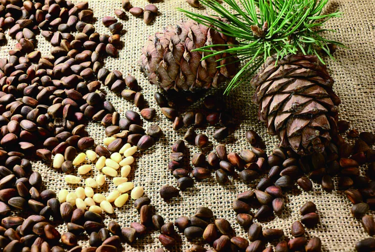 pine nuts6.jpg
