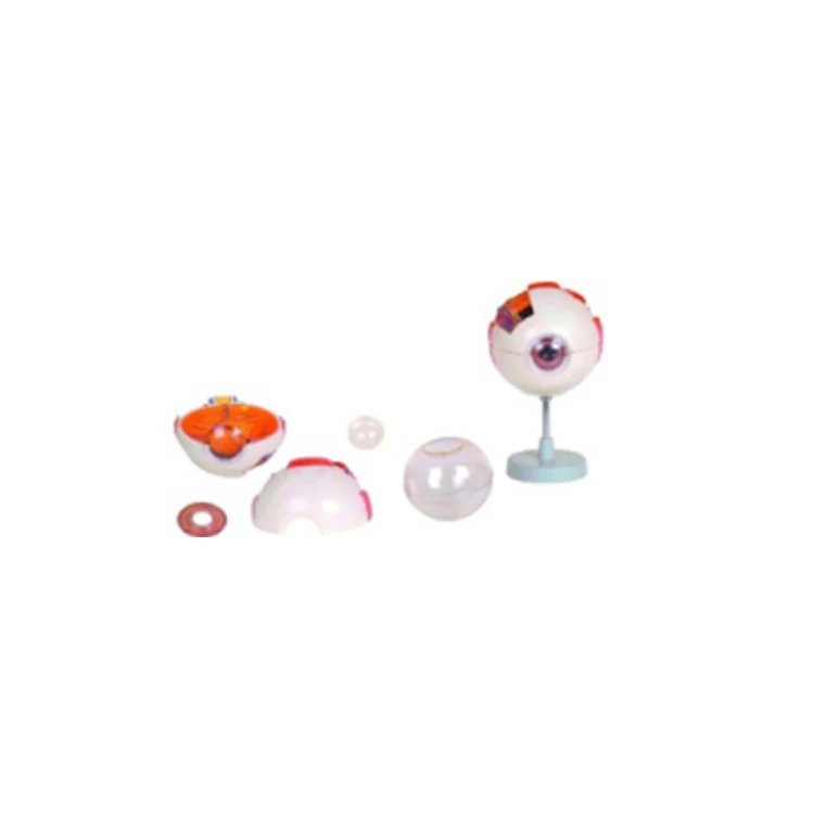 16.5*19.5*16.5cm 6X Life Size Anatomical Detachable Eye Model With orbit manufacture