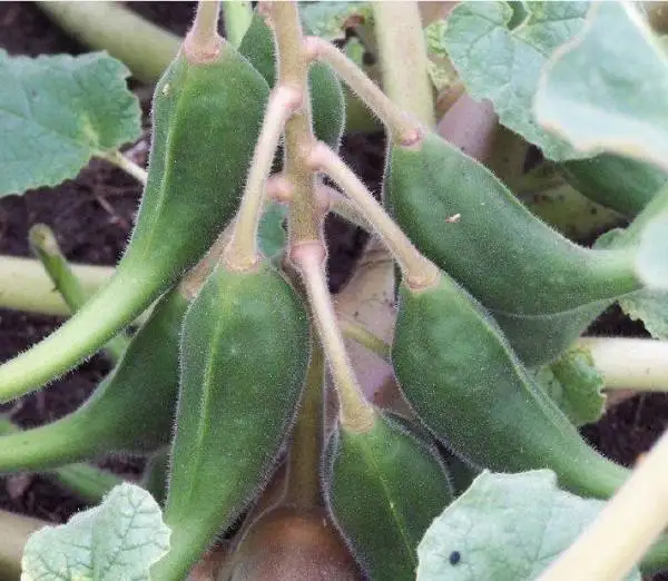 harpagophytum - .jpg