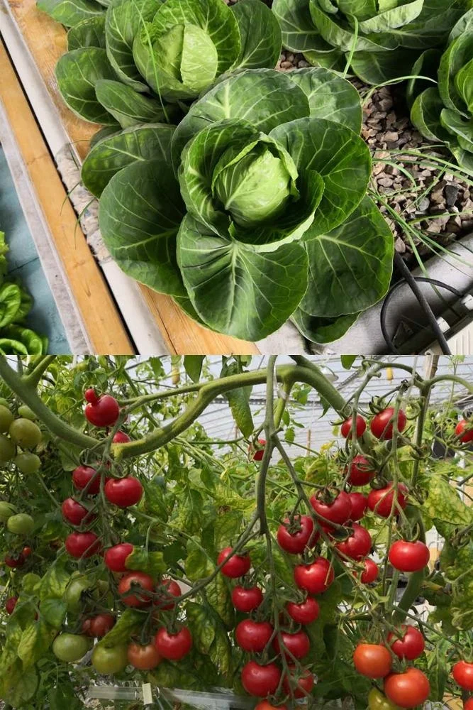commercial aquaponics system.jpg