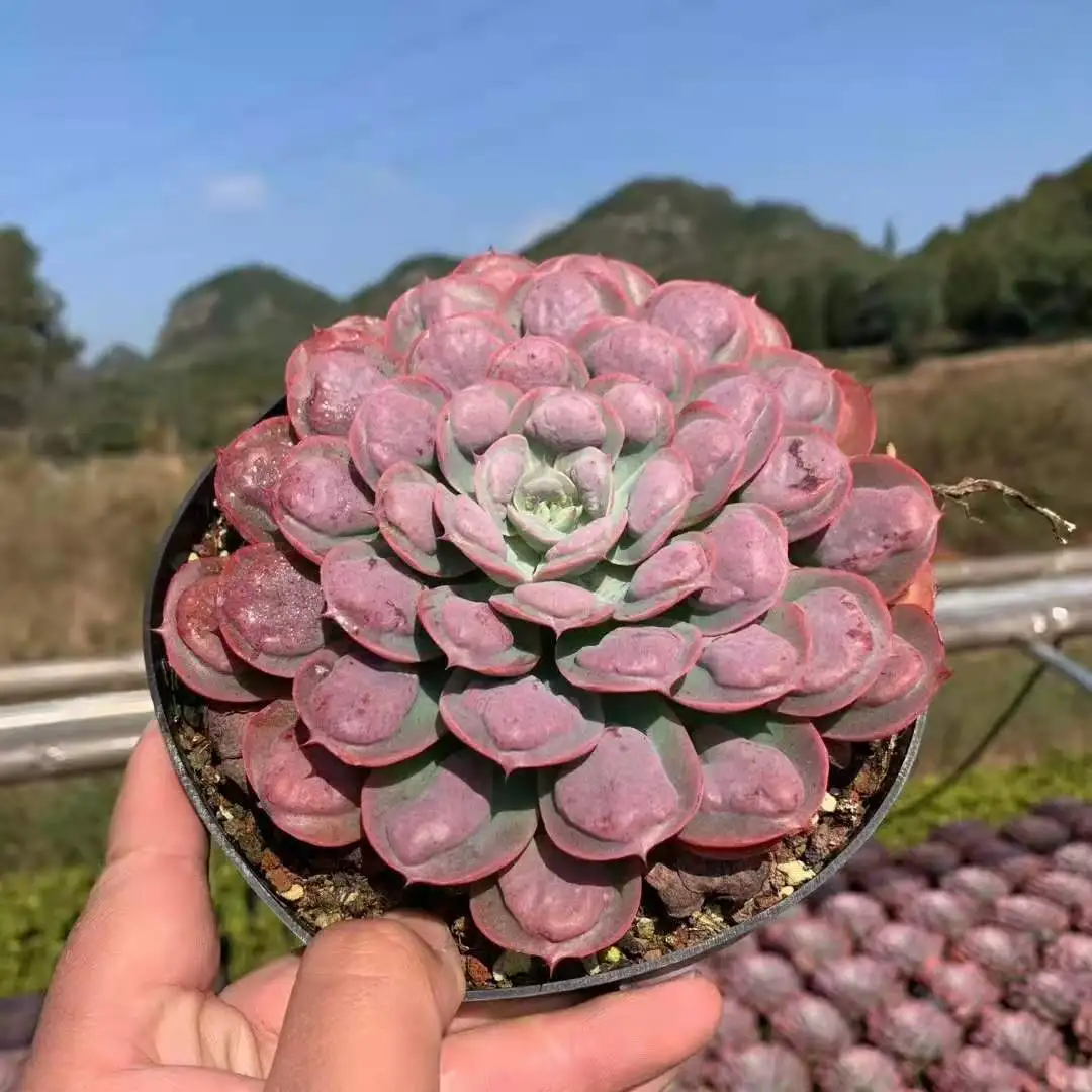 
15pcs/box The classic Raindrop MeatMeat tail succulent bonsai for office decoration 