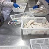 All Size Frozen Japanese Flying Squid Hot Selling
