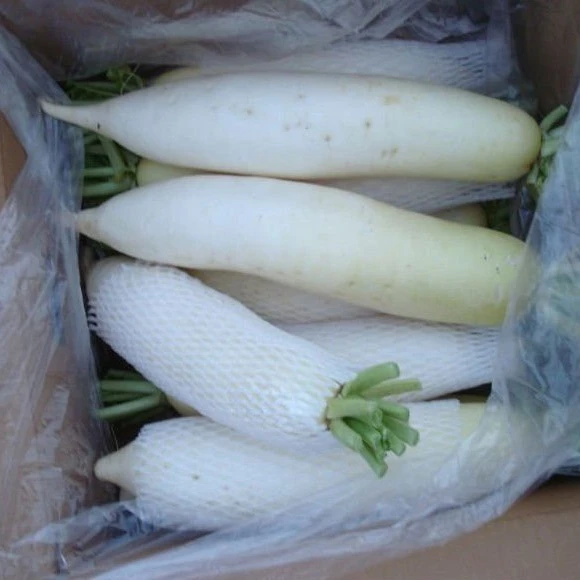 
fresh turnip in carton for sale 