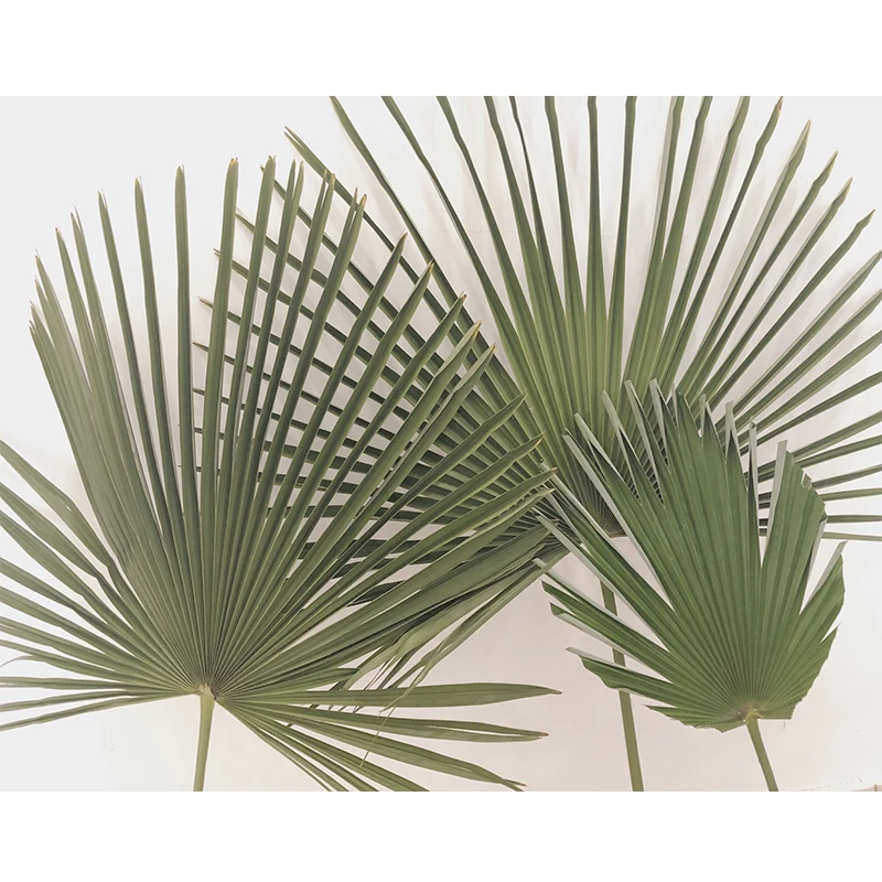 Wholesale Green Palm Leaves & Palmetto Leaves For Wedding Decoration