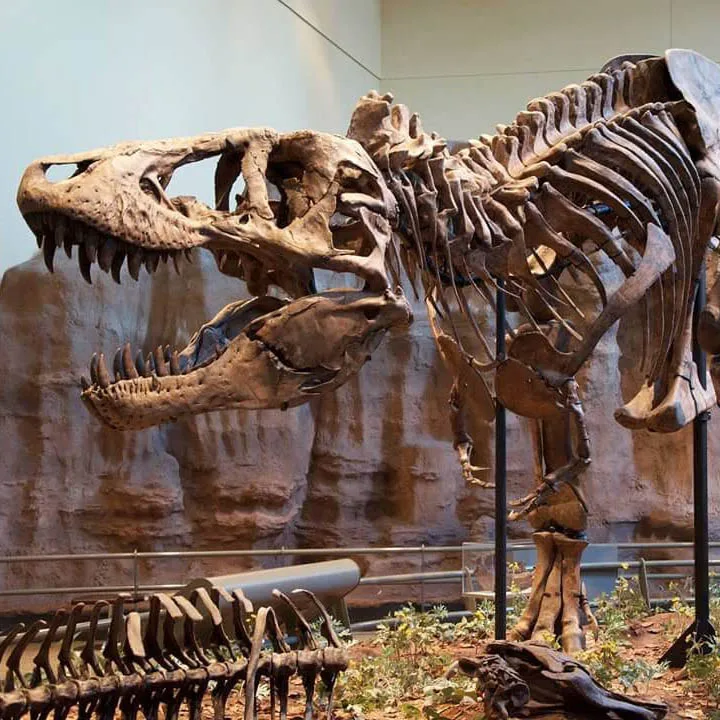 Museum Customized Life Size Dinosaur Skeleton Model T-rex Fossil - Buy ...