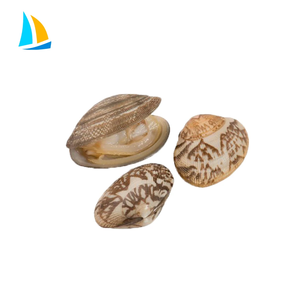 
Frozen cooked clam with shell vacuum clam supplier 