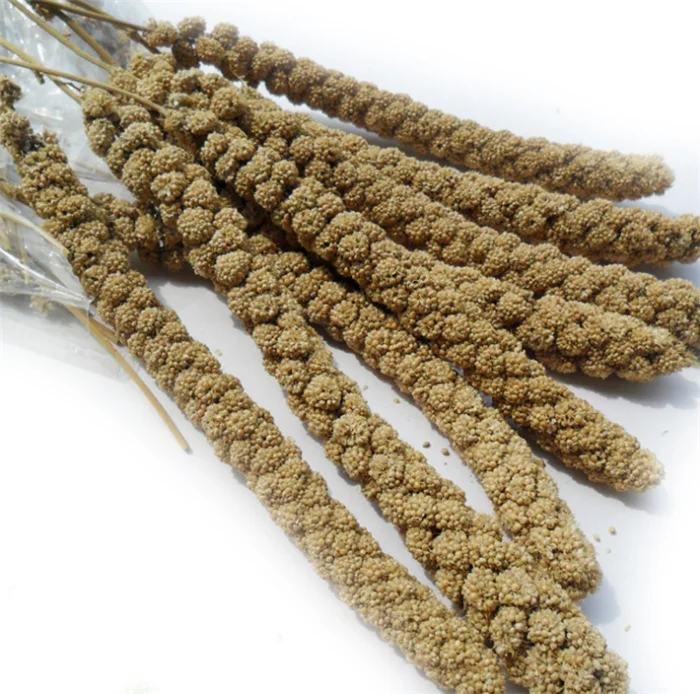 Canary Bird Seed