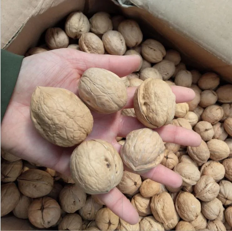 
Xinjiang area 2020 crop walnuts in-shell different types 
