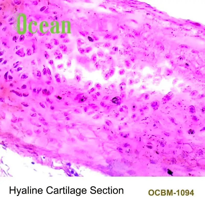 Hyaline Cartilage Section High Quality Lab Histology Microscope