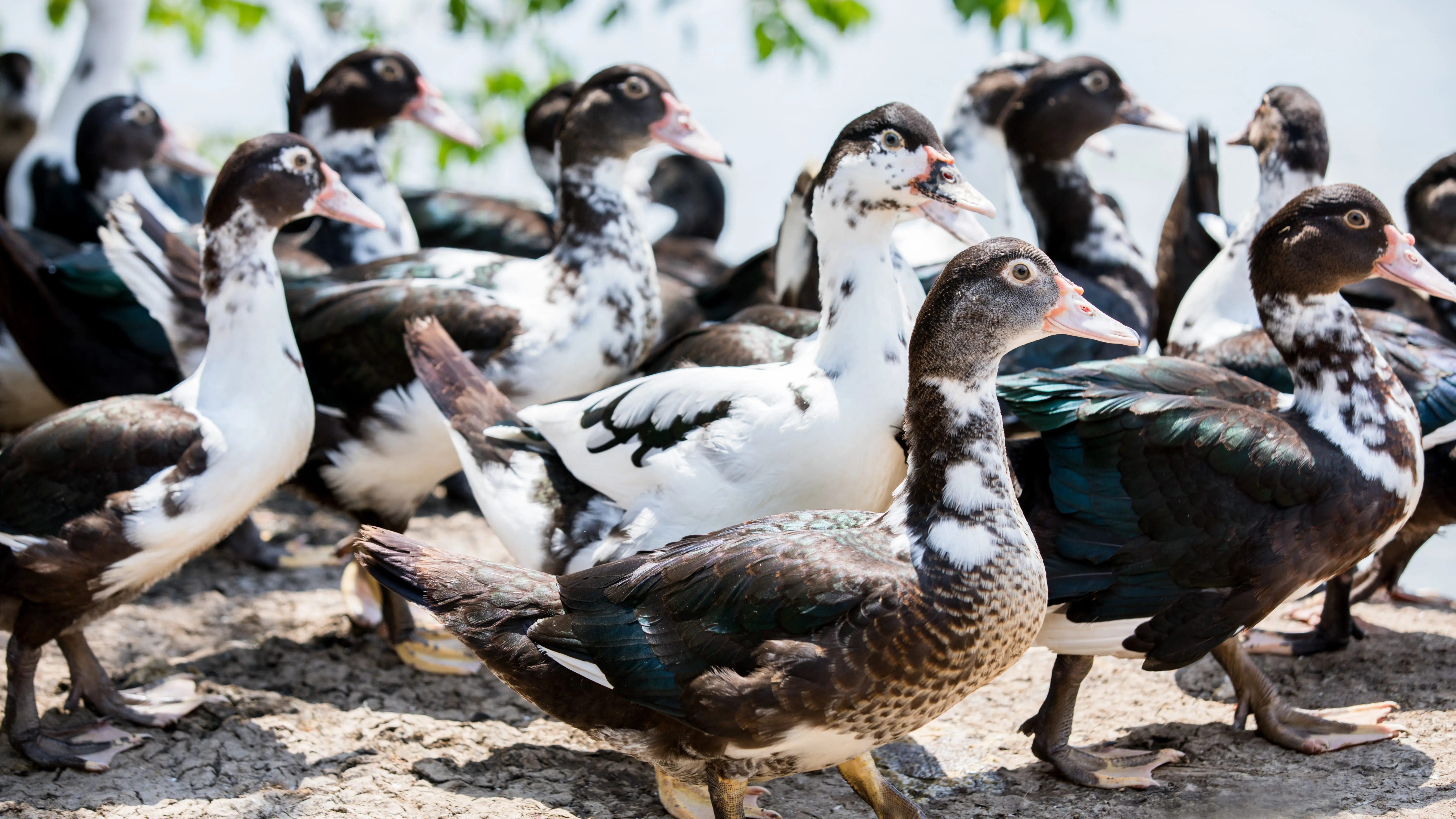 批发95% 洗大灰色 muscovy 女人羽绒被鸭和羽绒排序