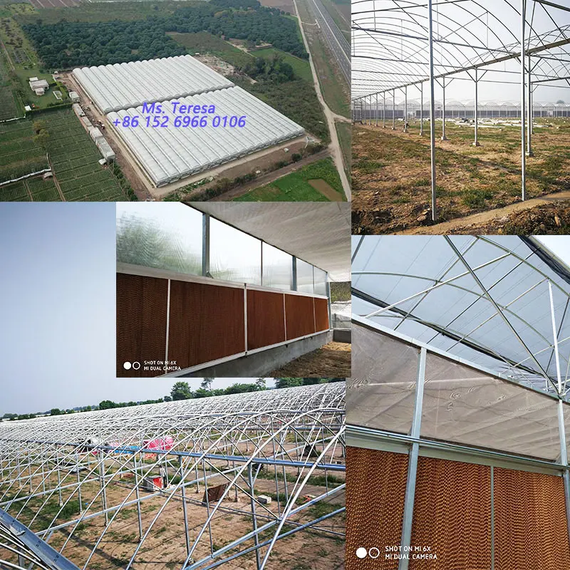 industrial-greenhous.jpg