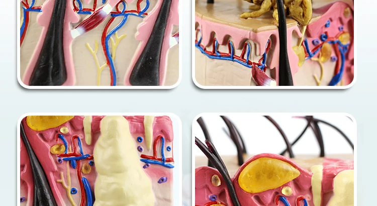 7  Dog Skin Model.jpg