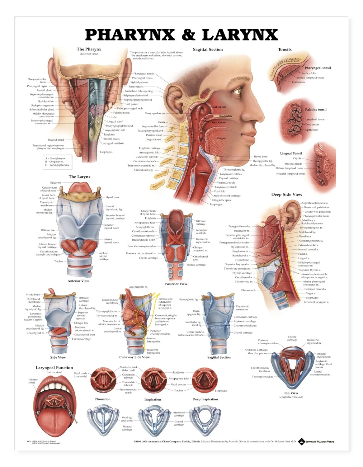 喉部模型及解说图片