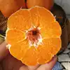 Genuine original sweet spring tangerine from china