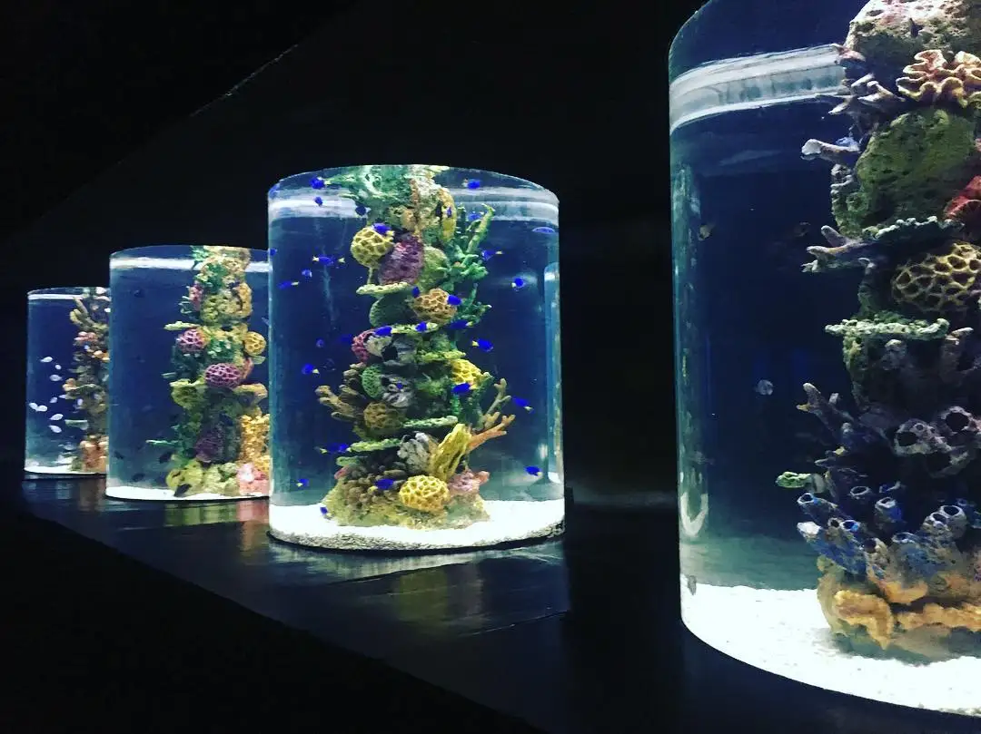 acrylic tube aquarium 21.jpg