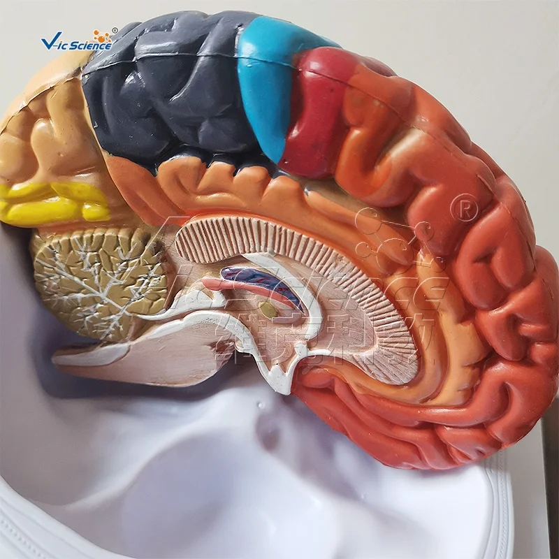 医学科学人脑解剖模型3d人体解剖教学模型