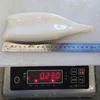OEM wholesale customized frozen way of bdf iqf squid tube