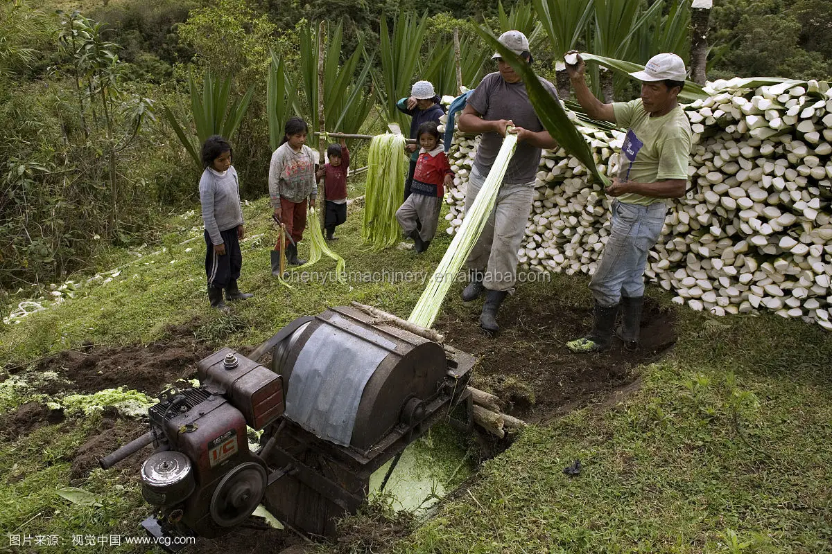 Pineapple Fiber Processing Extracting Machine Sisal Jute Hemp Flax Fiber Scraper Buy Pineapple