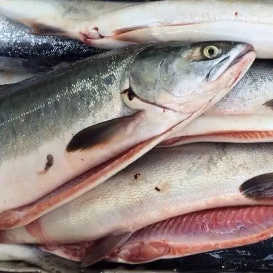 Tuna Fish Seafood Low Fat Nutritious Seafoof Tuna Premium Quality Whole Round Frozen Tuna Fish