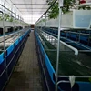fish tanks for fish fingerlings culture