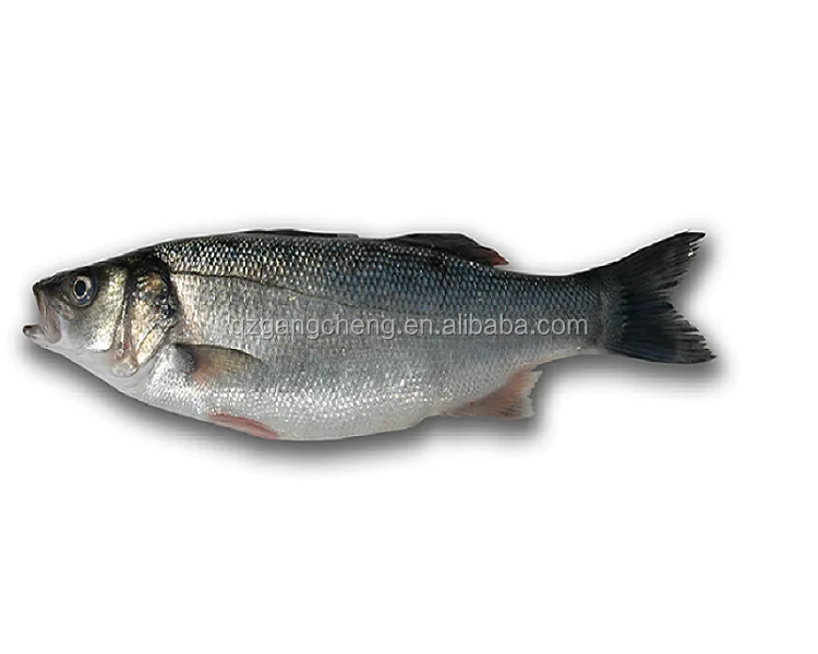 
Fresh Sardine Fish Aurita Frozen bulk trawl catch cheap fish for tuna bait 