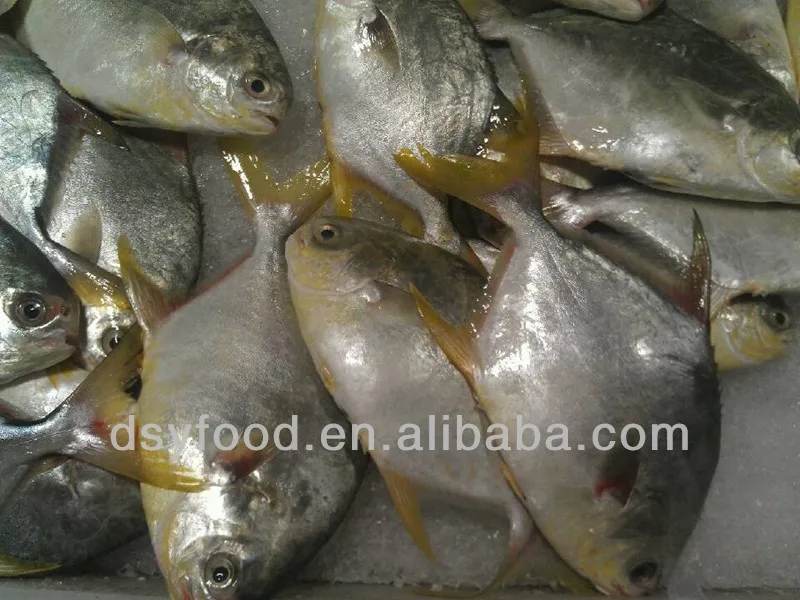 golden pomfret 2.jpg
