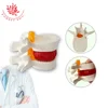 Human lumbar disc herniation demonstration model of lumbar vertebral spine