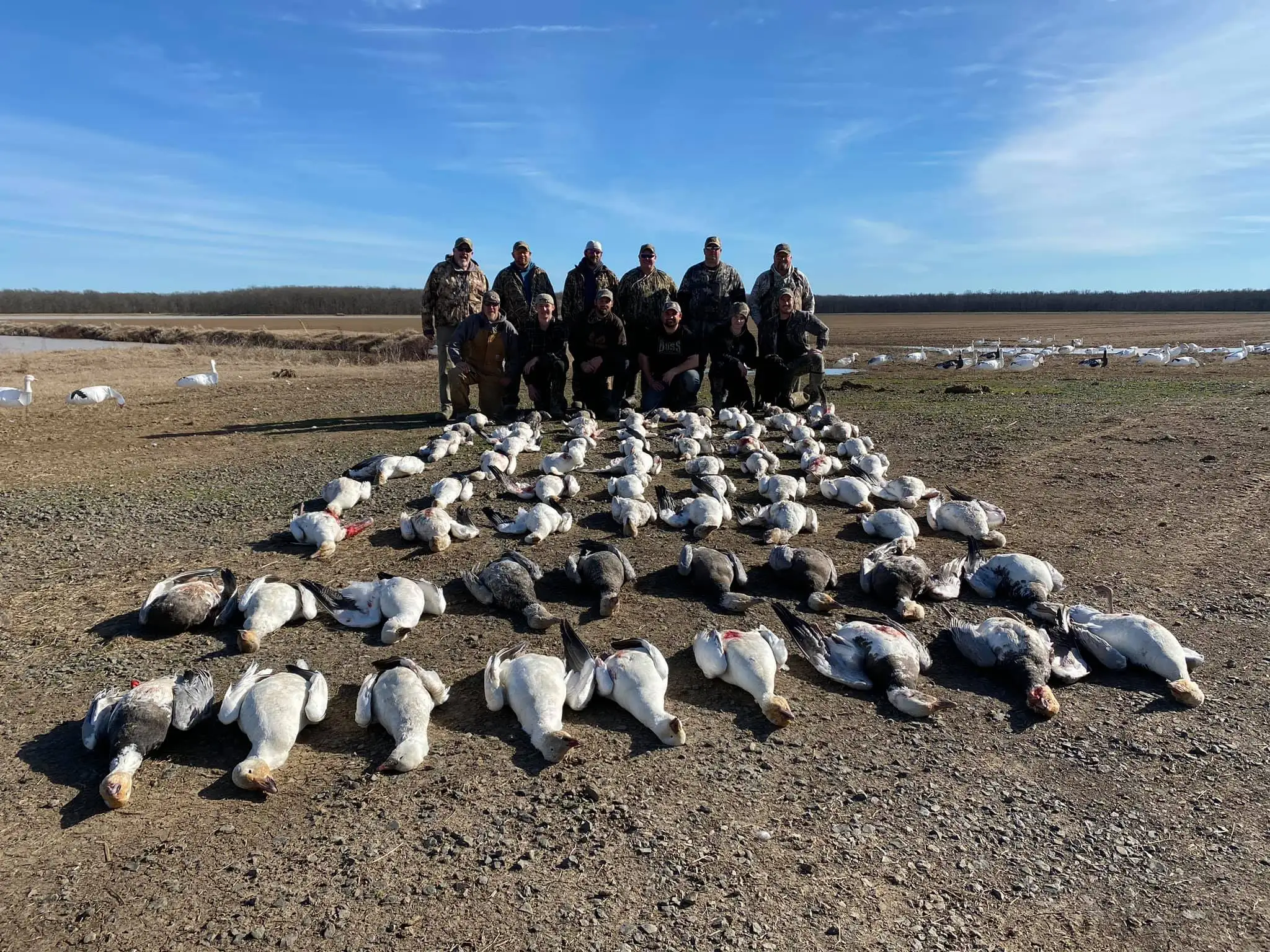 Snow Goose Flapping Flyer Buy Snow Goose Flapping Flyer,Snow Goose