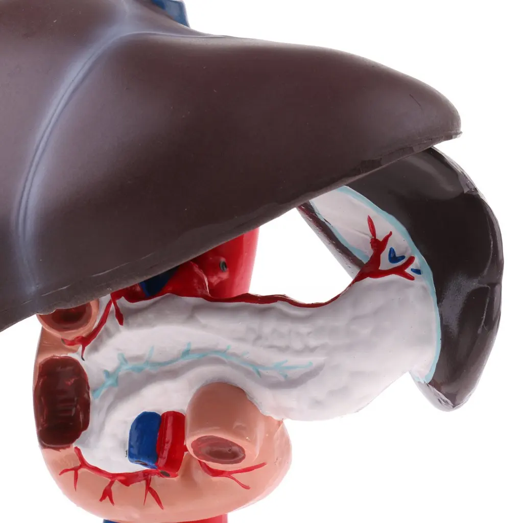 Life Size Human Anatomy Liver Pancreas And Duodenum Model Surgery Medical Display