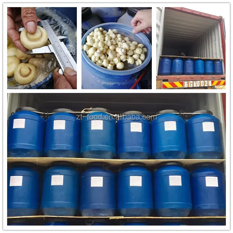 PNS King oyster mushroom in drums