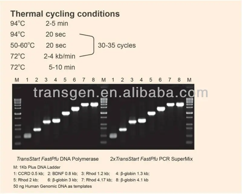 fast-pfu-polymerase-pcr-mastermix-view-dna-polymerase-transgen