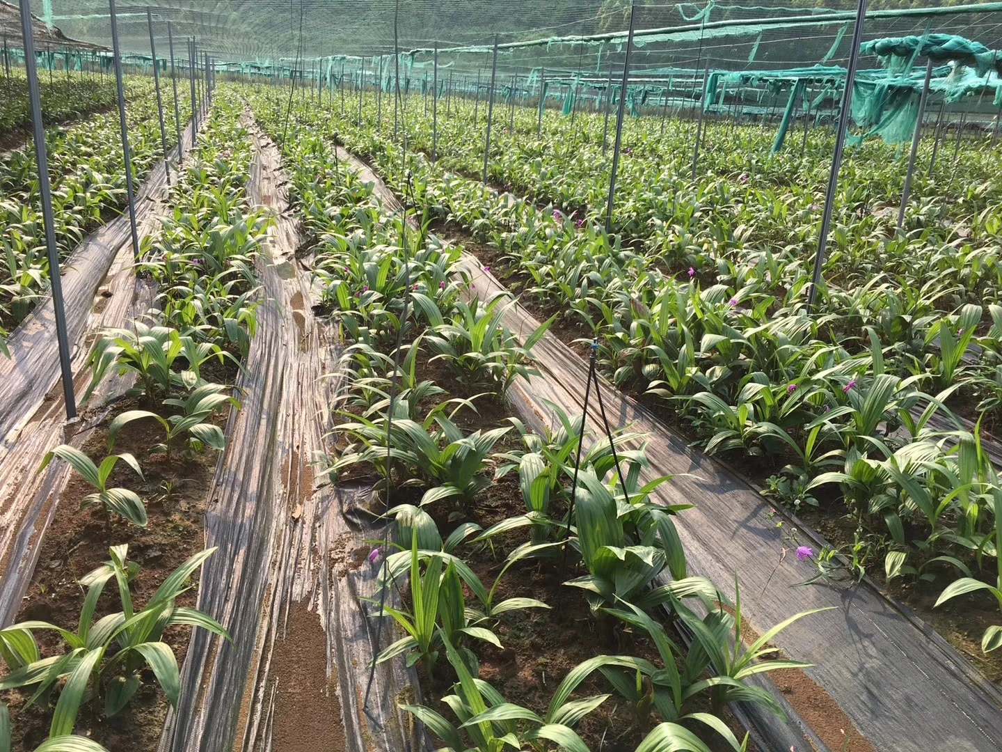 mmexport1556520447693