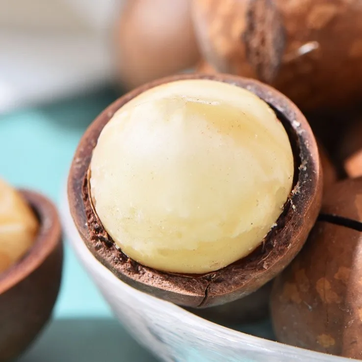 500gram Pacakaged Cheap Macadamia Nuts In Shell Wholesale Macadamia