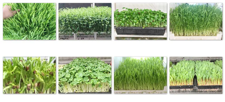 NKUN Cattle Ranch Container Type Machine De Germination